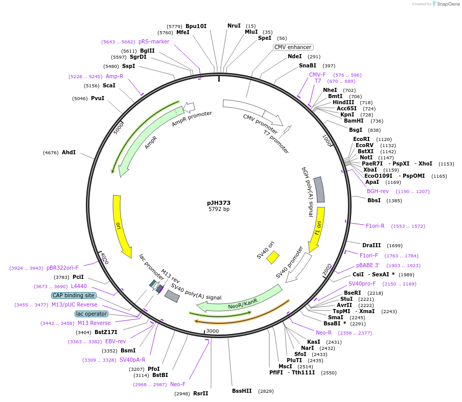 86840-plasmid-map-sequence-id-172909