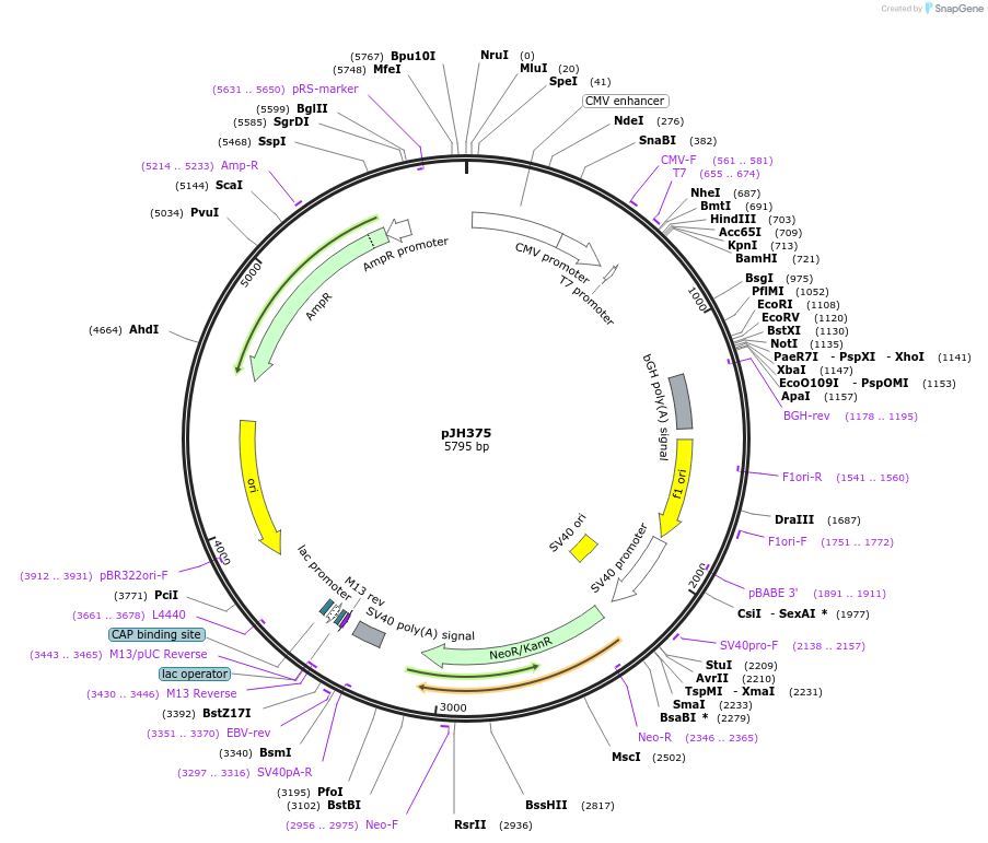 86841-plasmid-map-sequence-id-172912