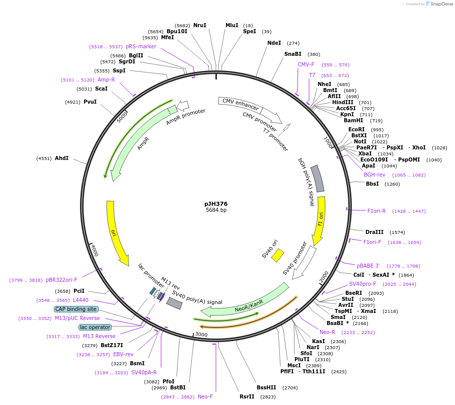 86842-plasmid-map-sequence-id-172913