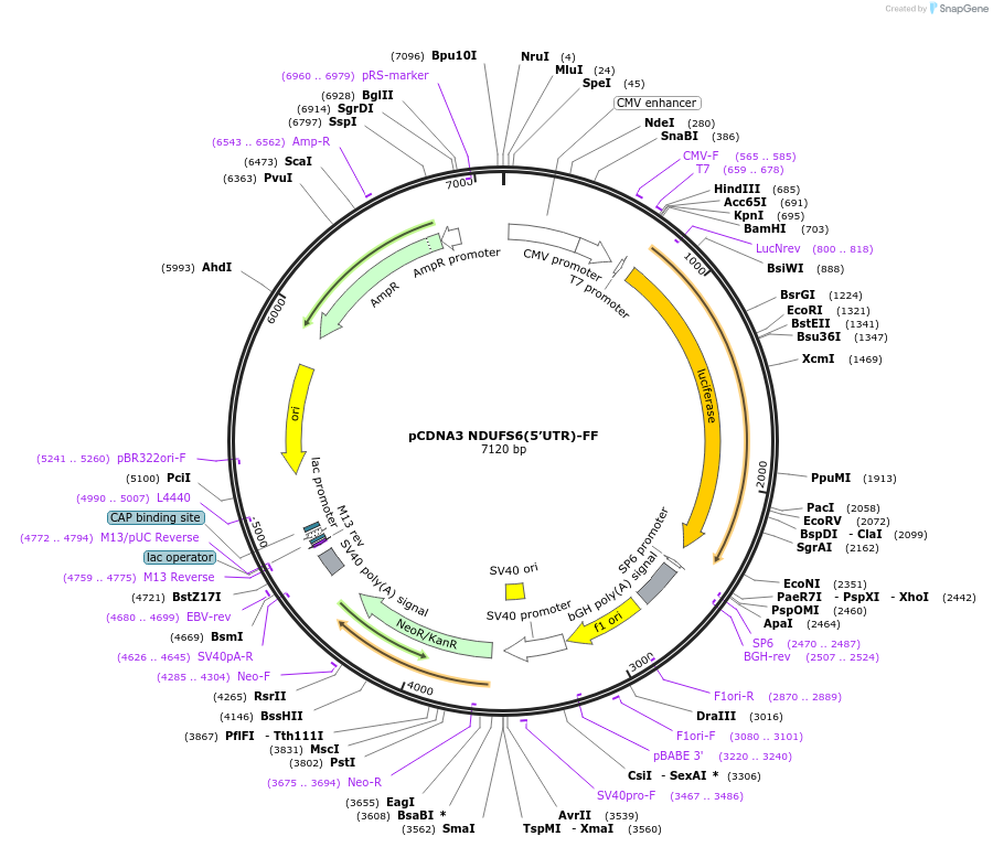 85488-plasmid-map-sequence-id-172914