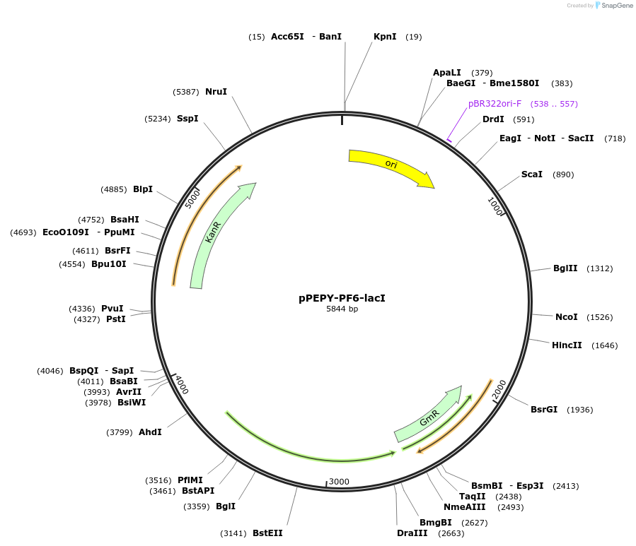 85589-plasmid-map-sequence-id-172946