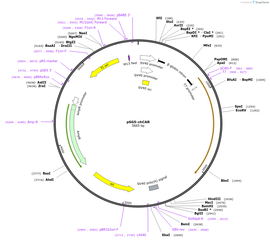 87231-plasmid-map-sequence-id-172950