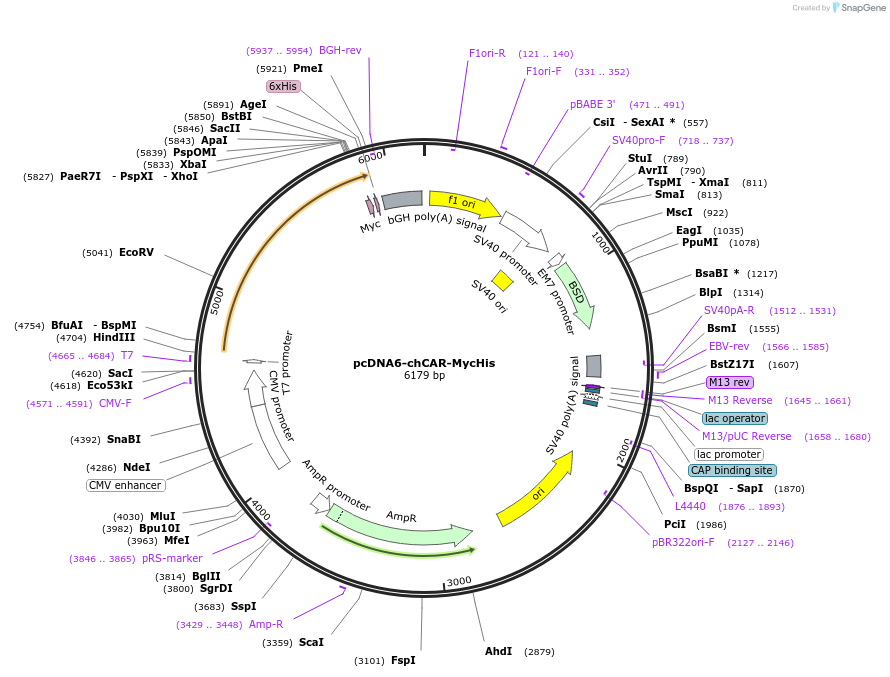 87232-plasmid-map-sequence-id-172951