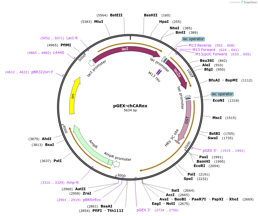 87233-plasmid-map-sequence-id-172954