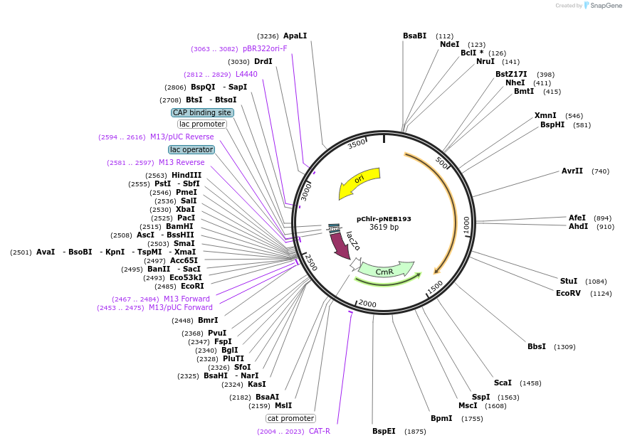 52136-plasmid-map-sequence-id-172967