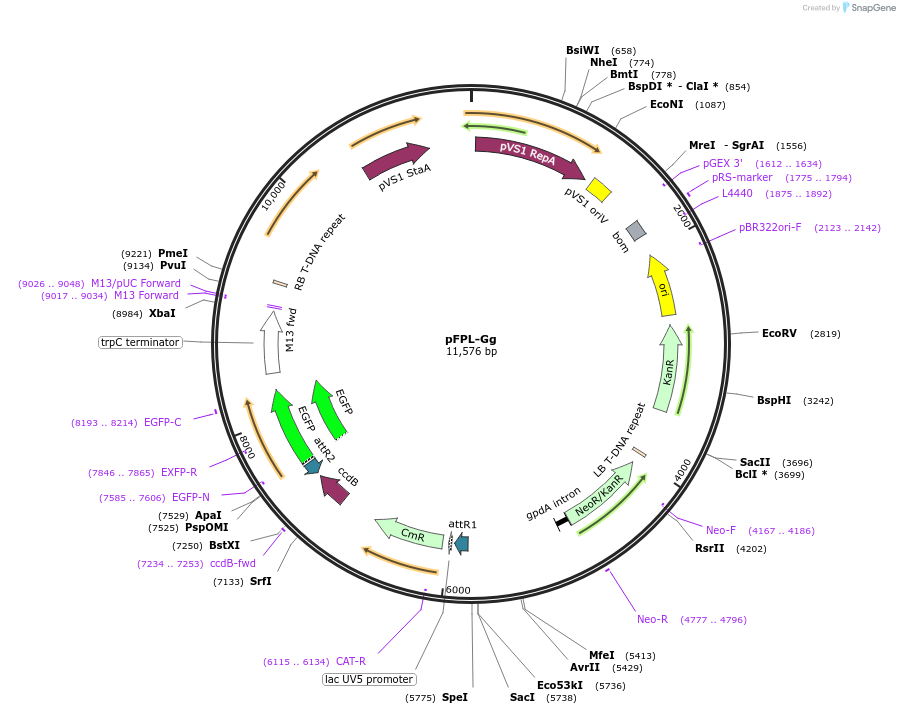 61653-plasmid-map-sequence-id-172968