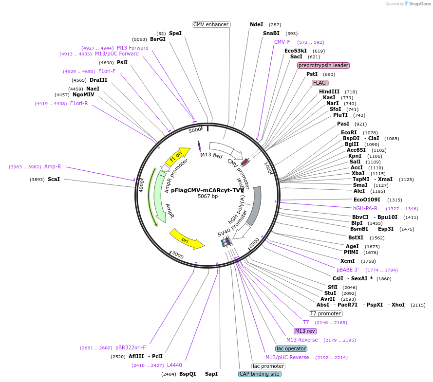 87236-plasmid-map-sequence-id-172969