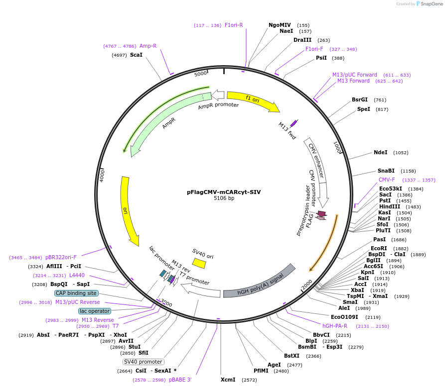 87237-plasmid-map-sequence-id-172972