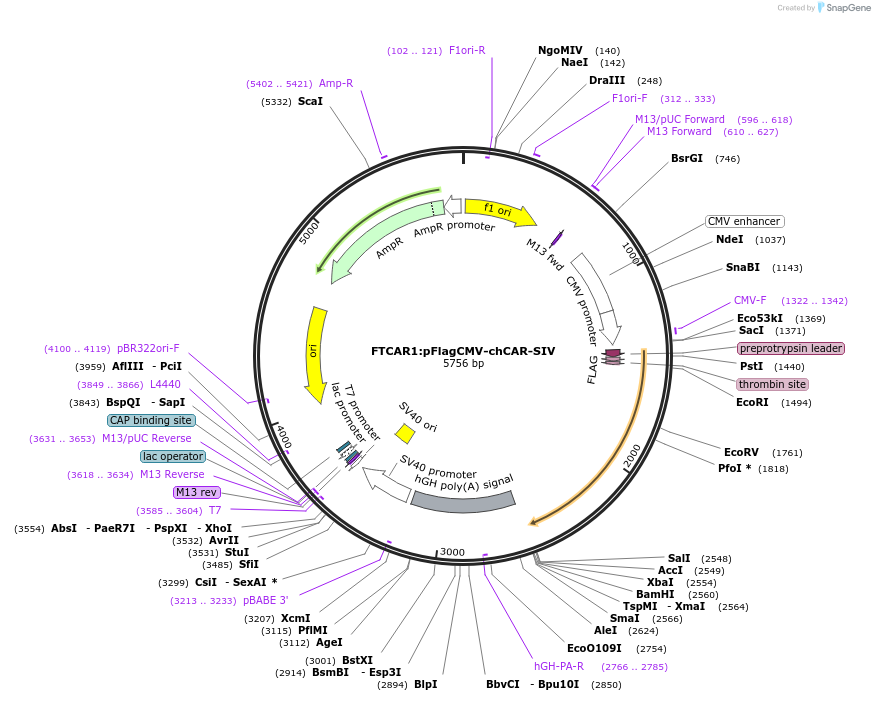 87238-plasmid-map-sequence-id-172977