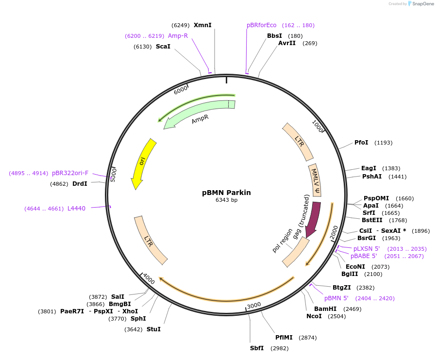 89299-plasmid-map-sequence-id-172986