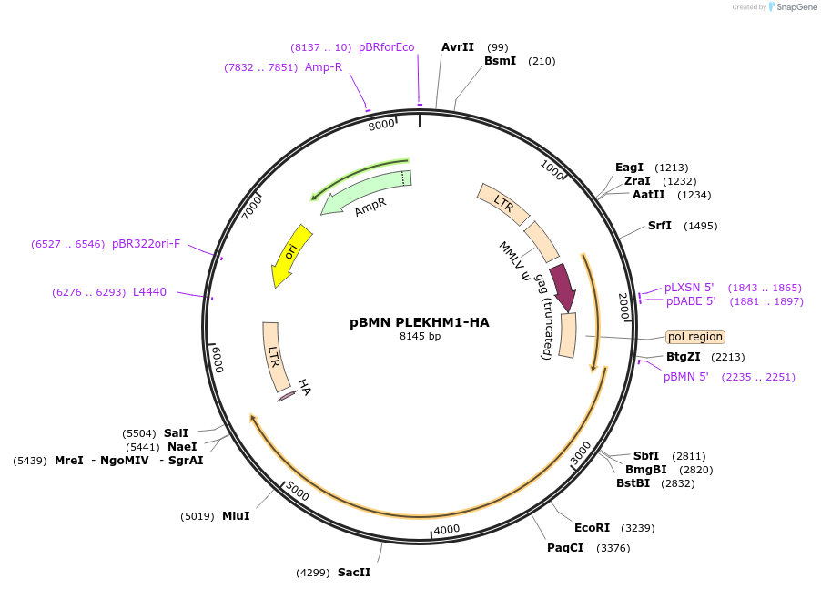 89300-plasmid-map-sequence-id-172987
