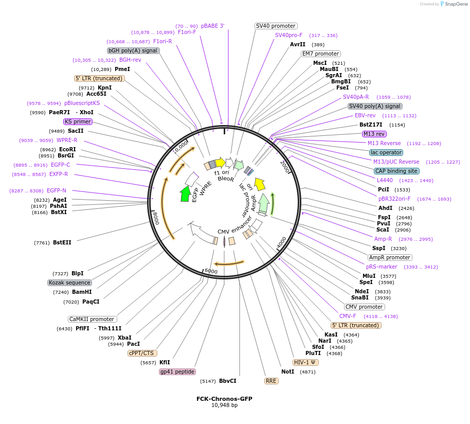 80902-plasmid-map-sequence-id-172988