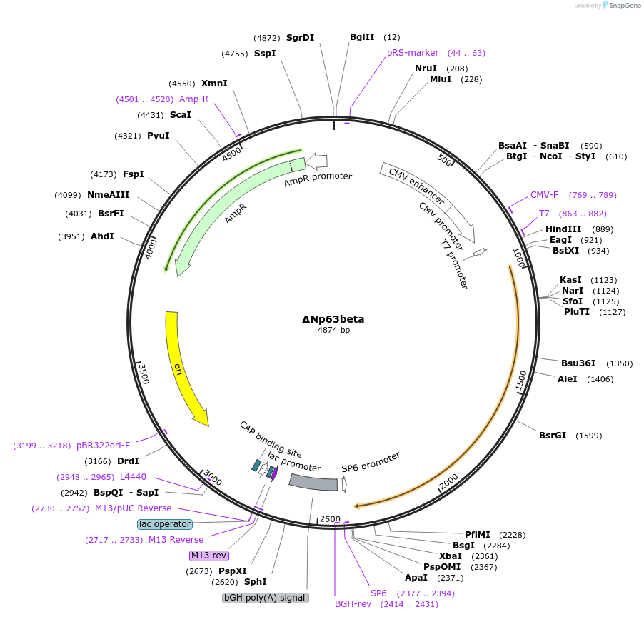 27014-plasmid-map-sequence-id-172991