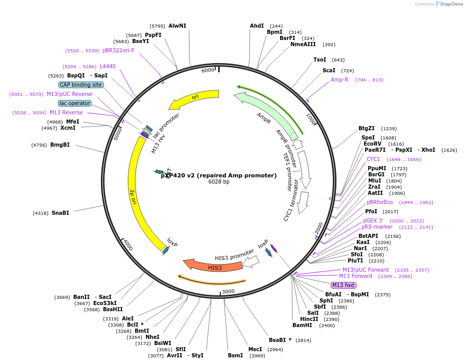 86920-plasmid-map-sequence-id-172992