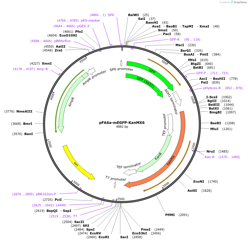 87023-plasmid-map-sequence-id-172993