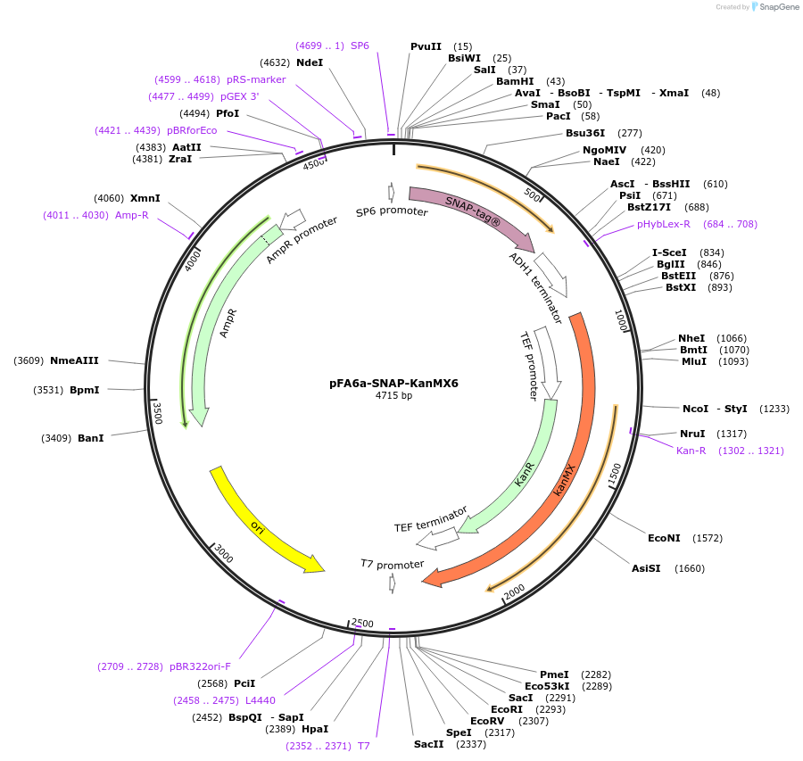 87024-plasmid-map-sequence-id-172994