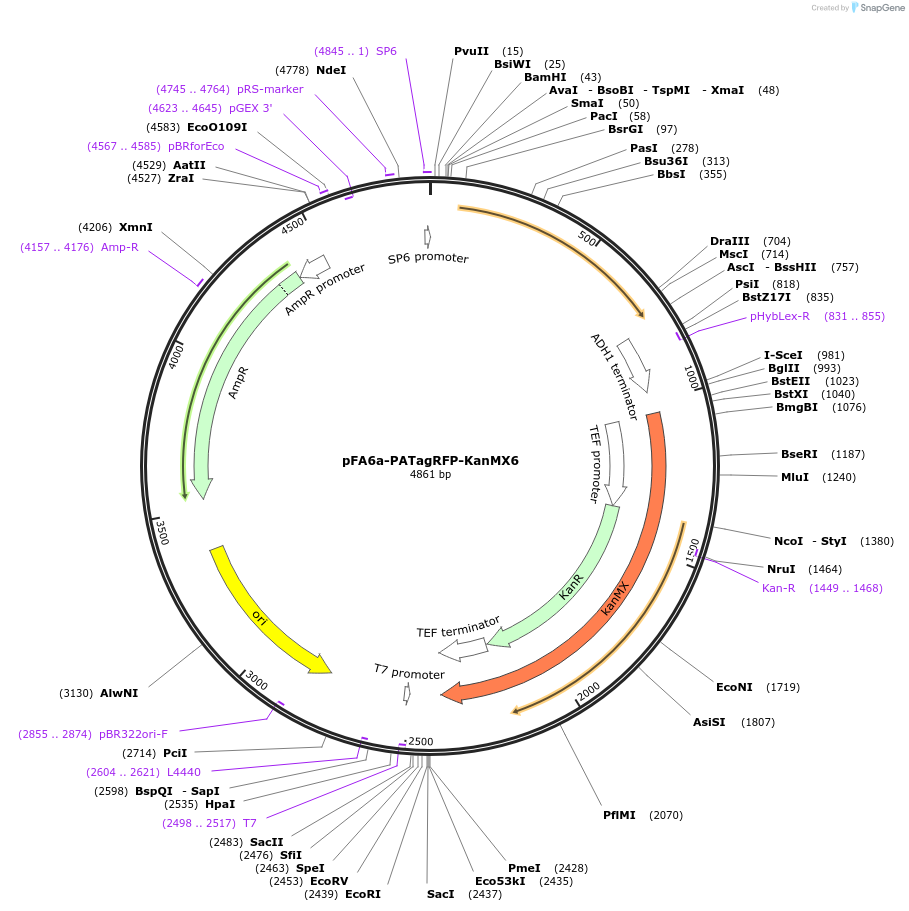 87027-plasmid-map-sequence-id-172998