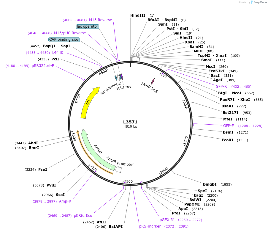 1563-plasmid-map-sequence-id-173