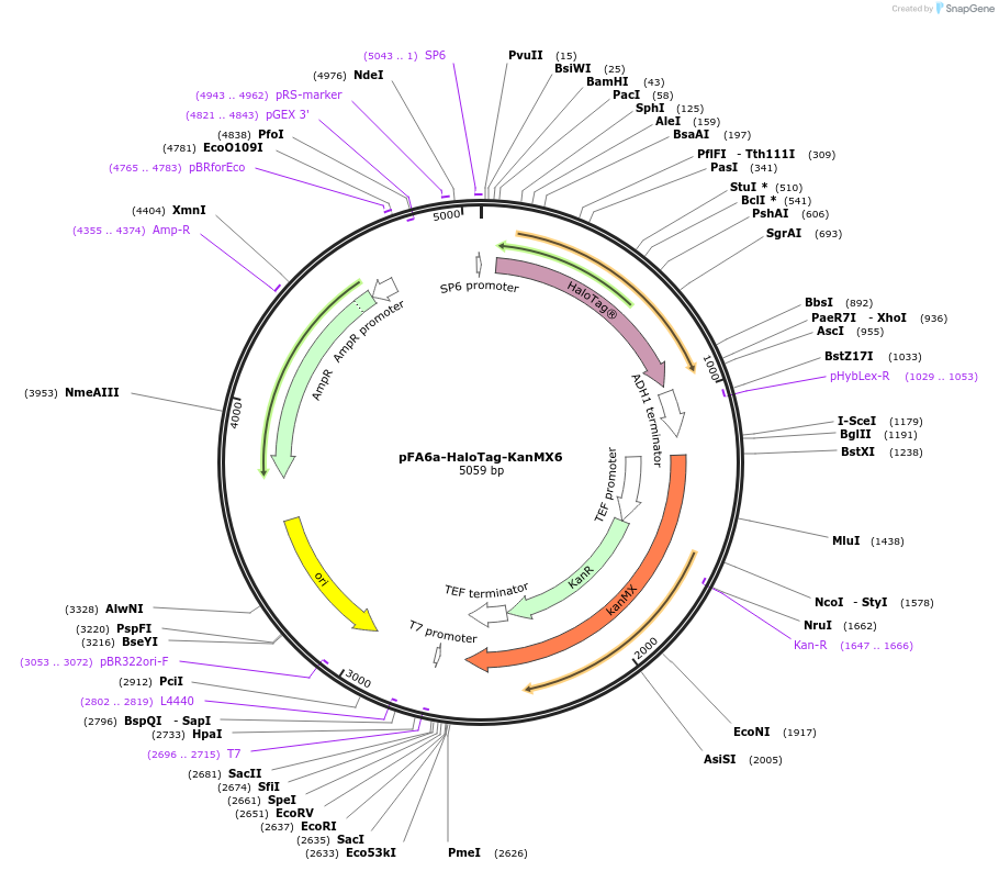 87029-plasmid-map-sequence-id-173001