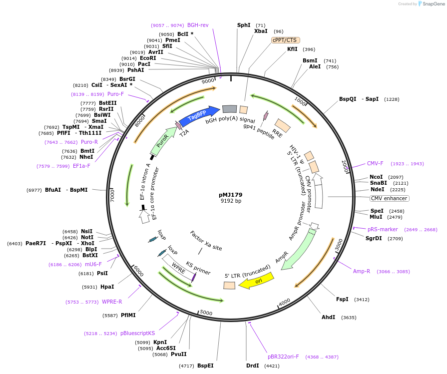 85996-plasmid-map-sequence-id-173007