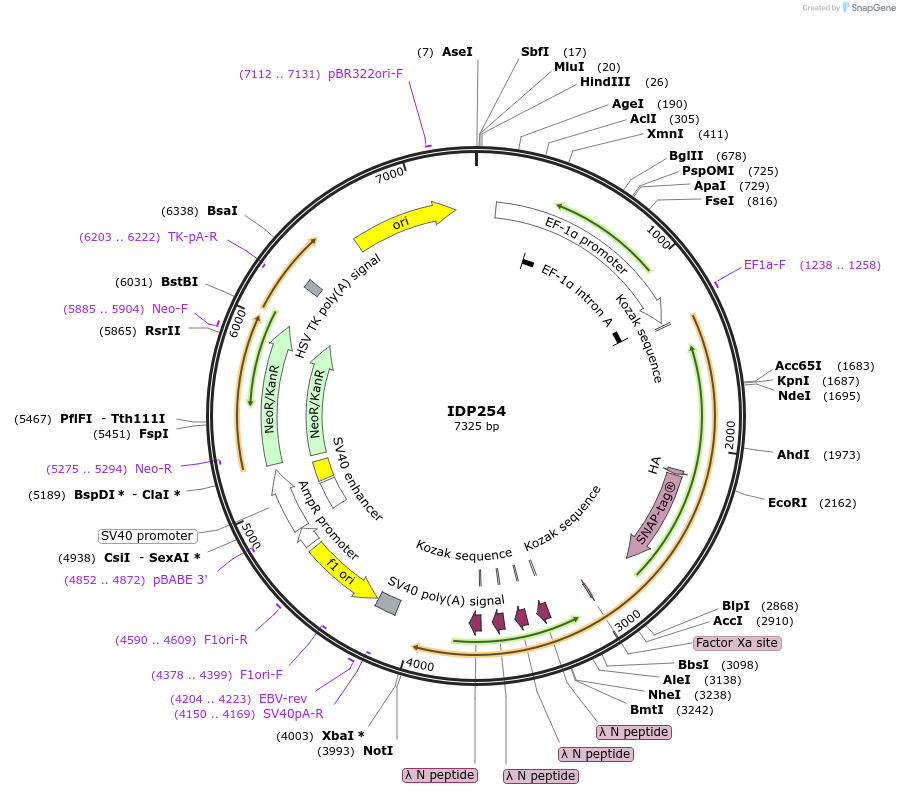 87004-plasmid-map-sequence-id-173031