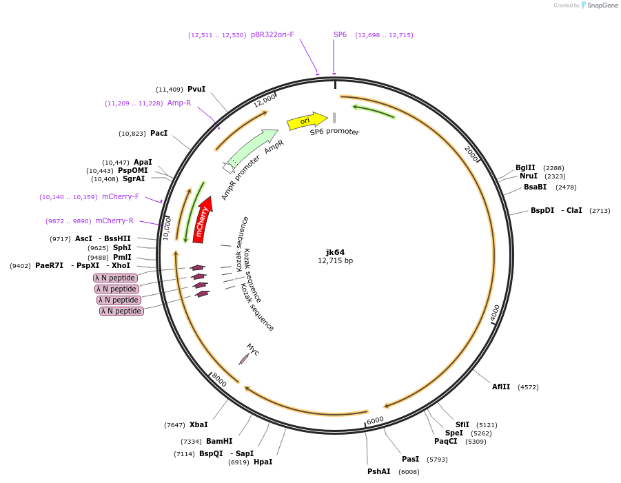87012-plasmid-map-sequence-id-173035