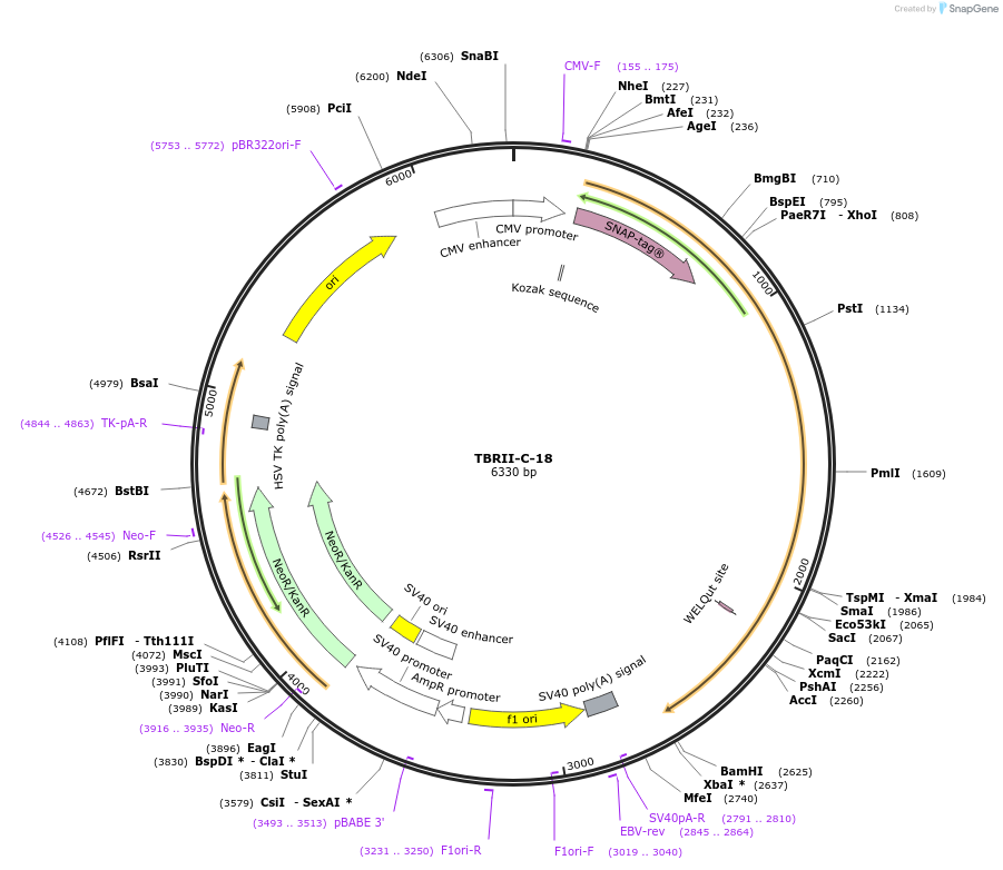 62797-plasmid-map-sequence-id-173039