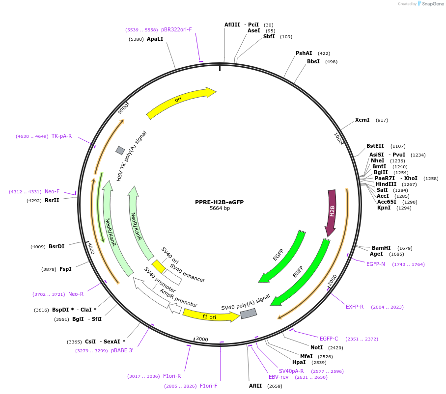 84393-plasmid-map-sequence-id-173046