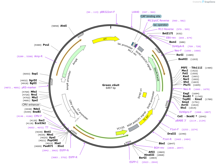 86867-plasmid-map-sequence-id-173053