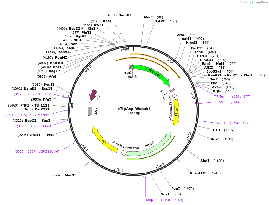 86113-plasmid-map-sequence-id-173060