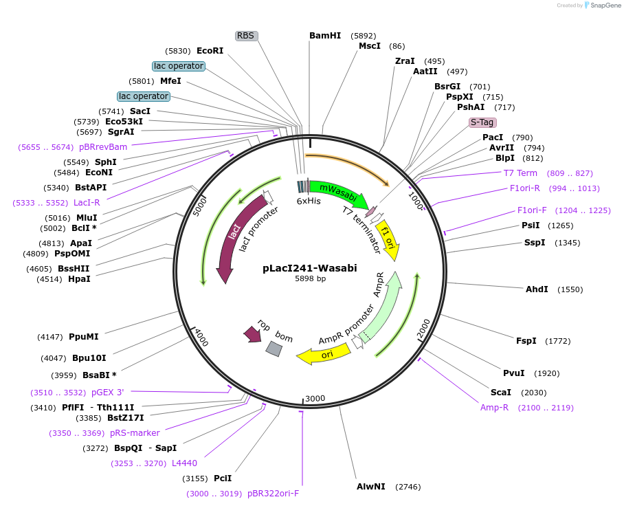 86102-plasmid-map-sequence-id-173061