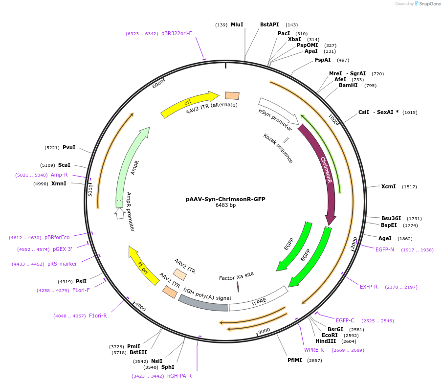 58806-plasmid-map-sequence-id-173066