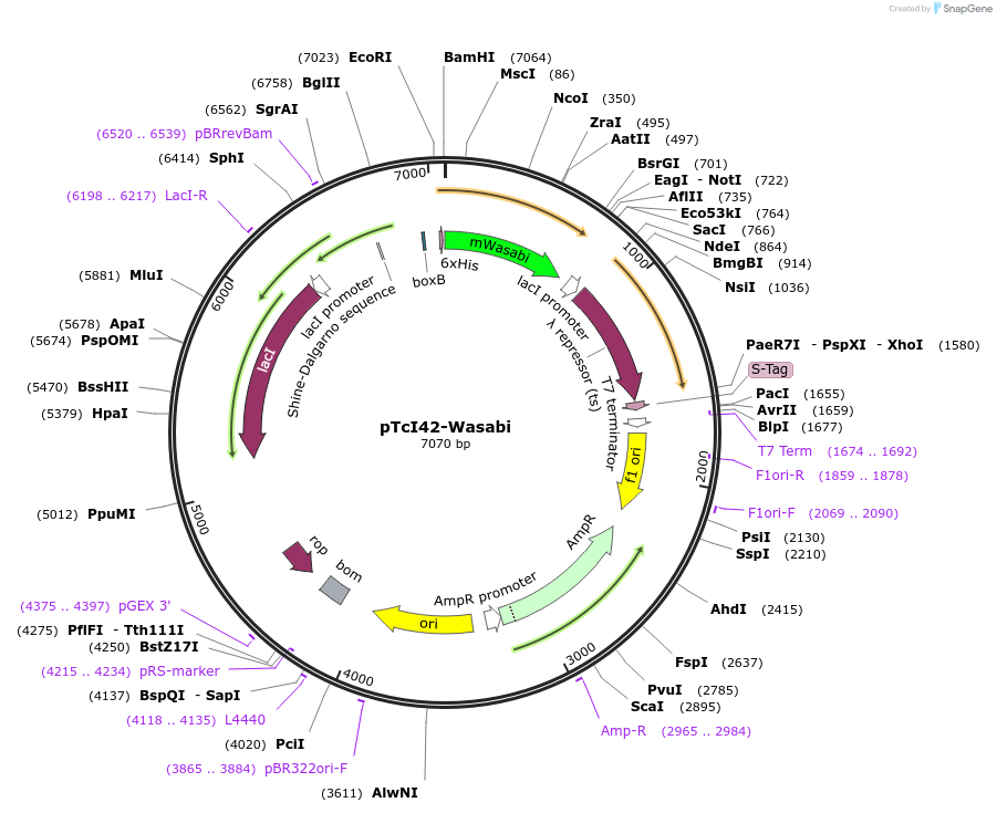 86118-plasmid-map-sequence-id-173068
