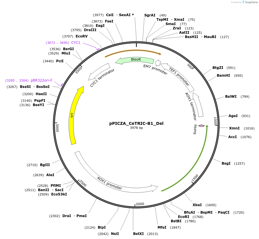 87344-plasmid-map-sequence-id-173093