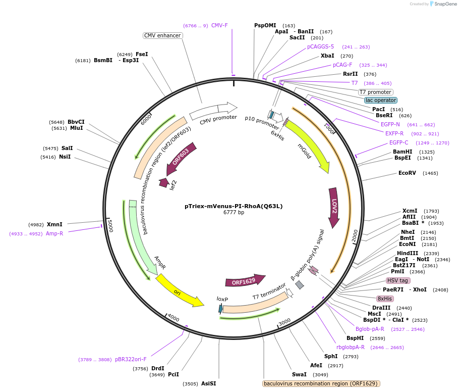 86978-plasmid-map-sequence-id-173095