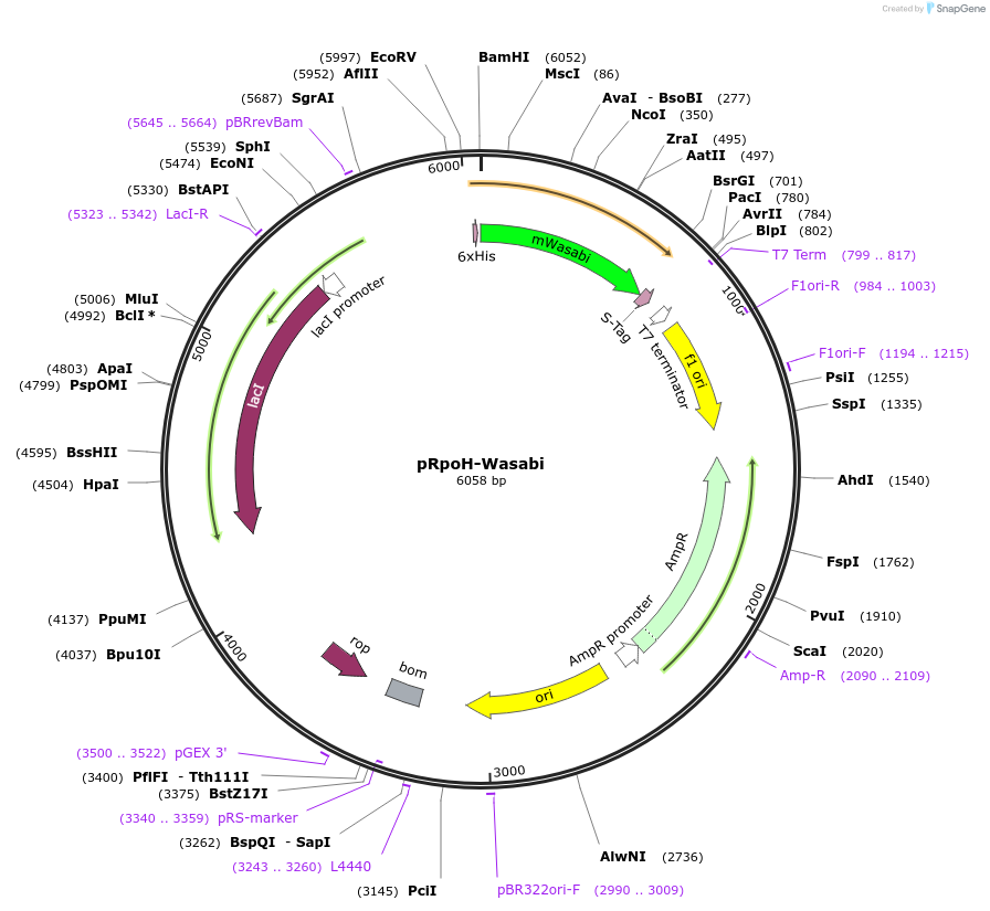 86107-plasmid-map-sequence-id-173108