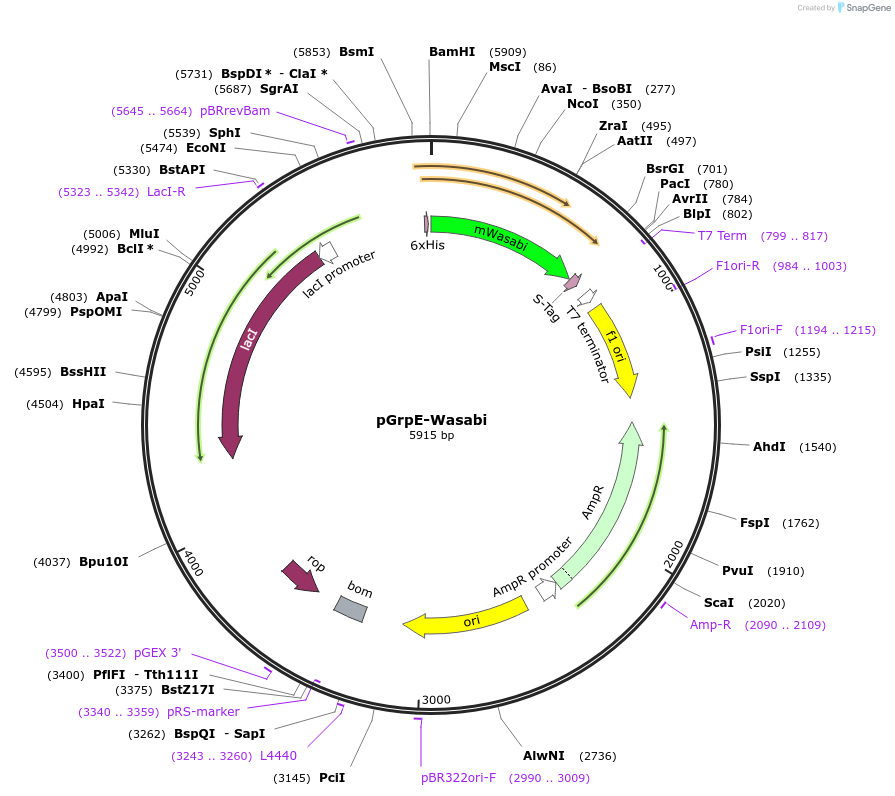 86111-plasmid-map-sequence-id-173109