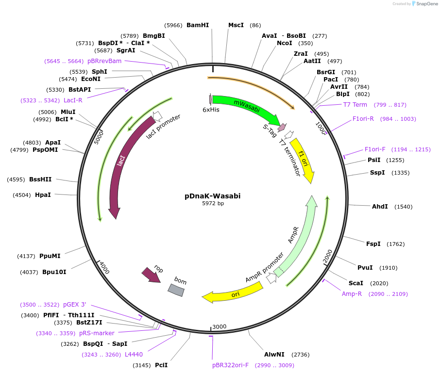 86110-plasmid-map-sequence-id-173110