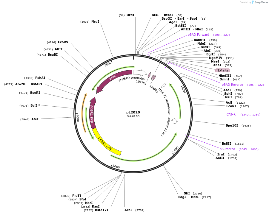 86709-plasmid-map-sequence-id-173164