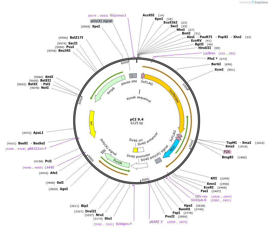 74230-plasmid-map-sequence-id-173169
