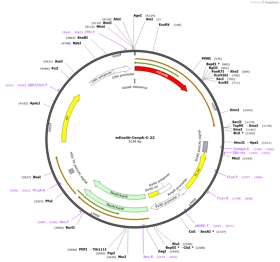 62775-plasmid-map-sequence-id-173170