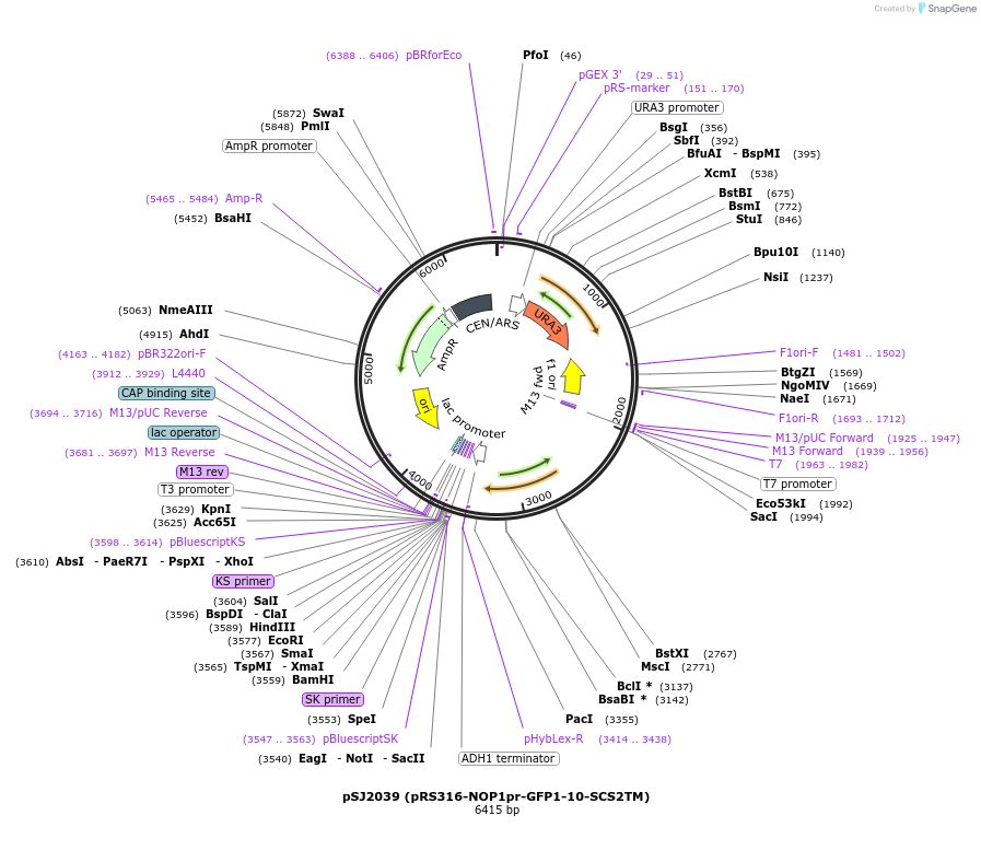 86418-plasmid-map-sequence-id-173174