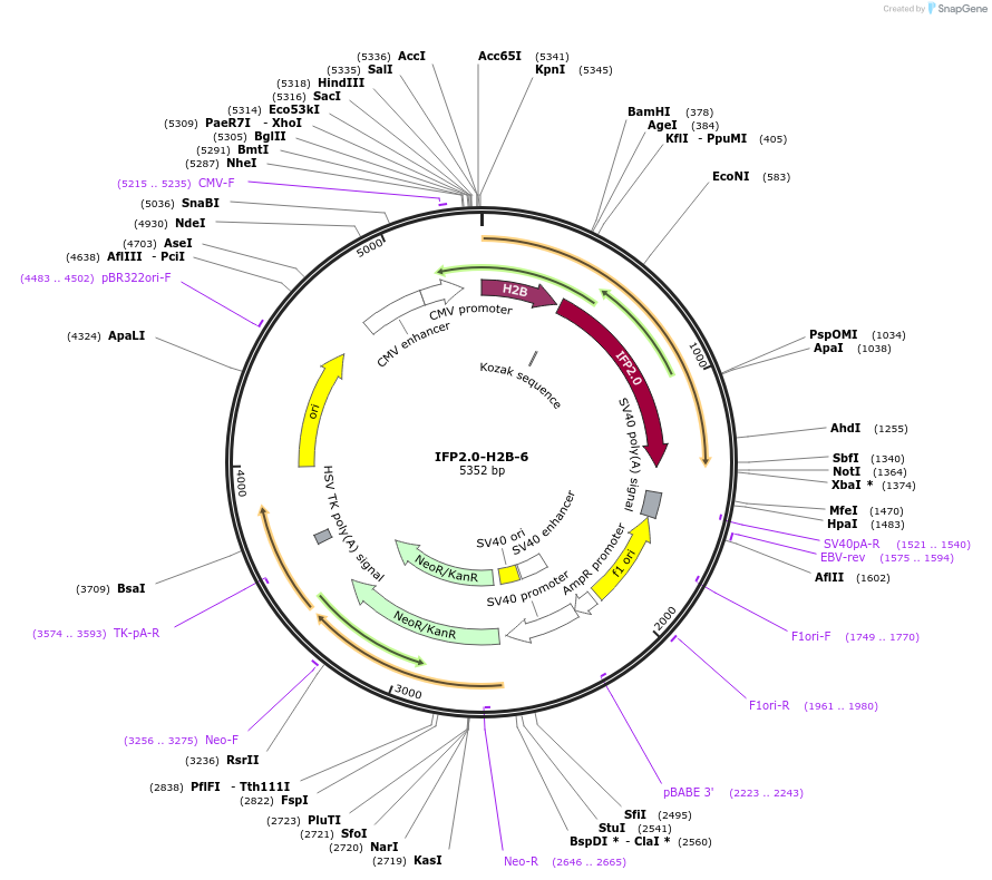 56273-plasmid-map-sequence-id-173183