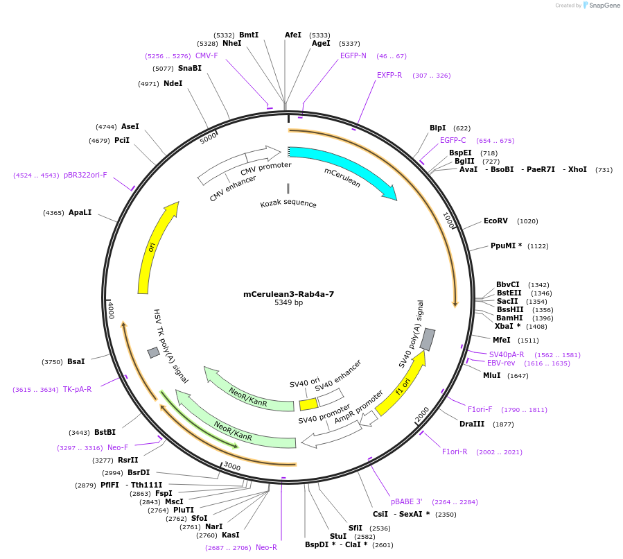 55443-plasmid-map-sequence-id-173185