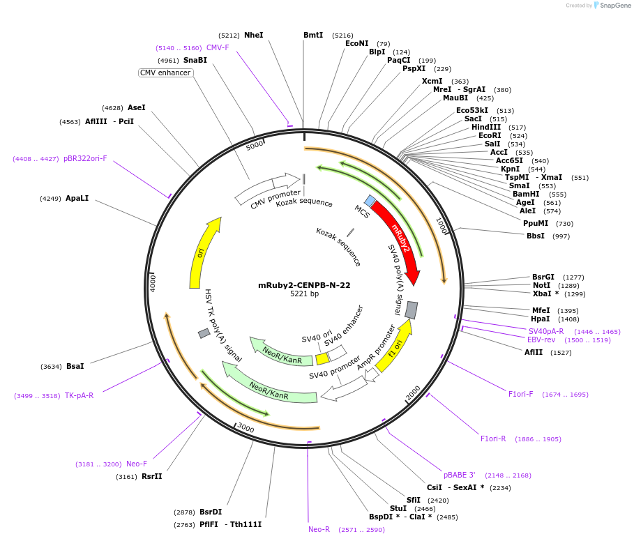 55893-plasmid-map-sequence-id-173191