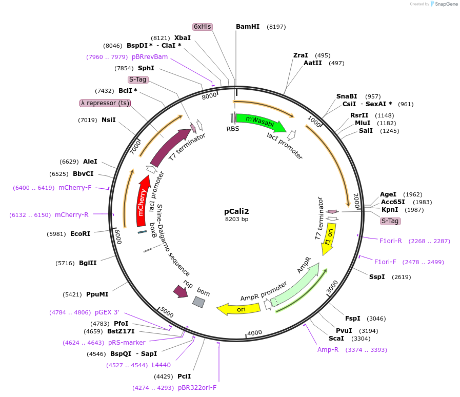 86119-plasmid-map-sequence-id-173197