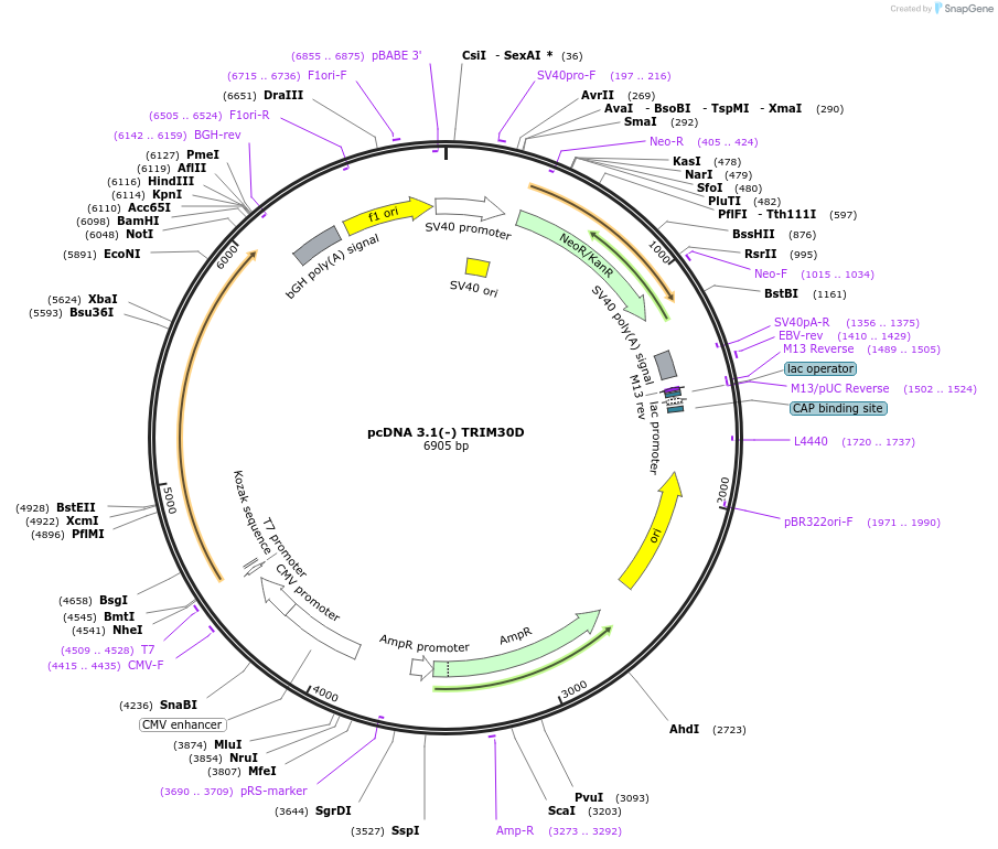 87084-plasmid-map-sequence-id-173198