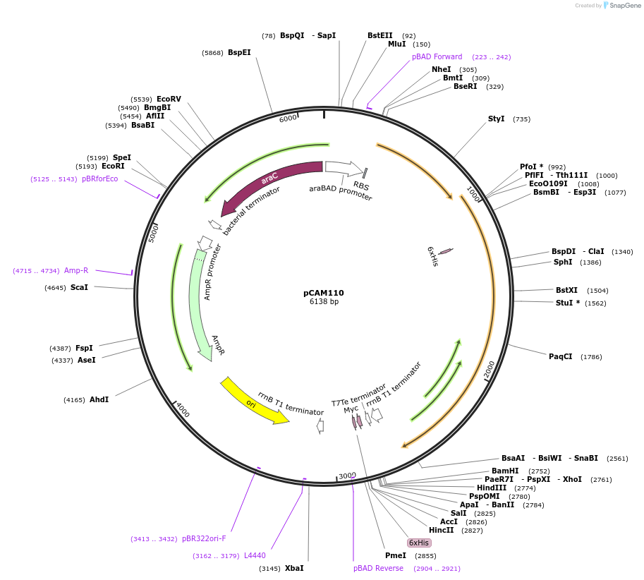 86480-plasmid-map-sequence-id-173203