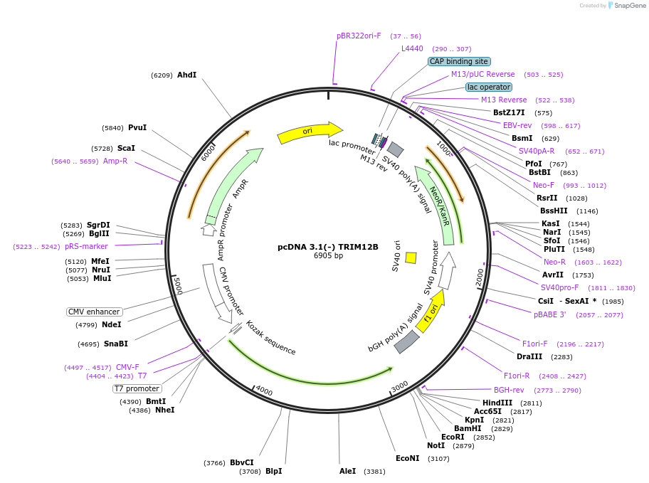 87079-plasmid-map-sequence-id-173205