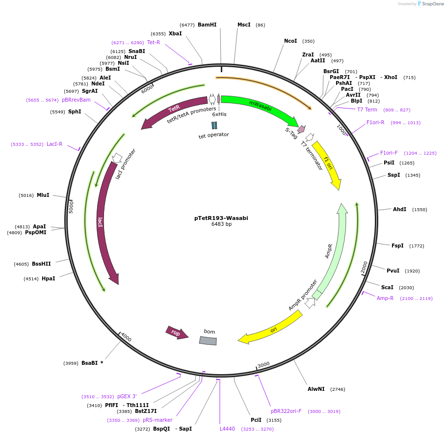 86105-plasmid-map-sequence-id-173206